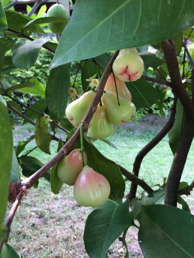 パンガン島　ションプー2